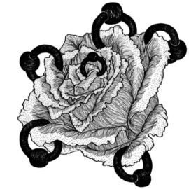 Gallery – Rosa Rosebud