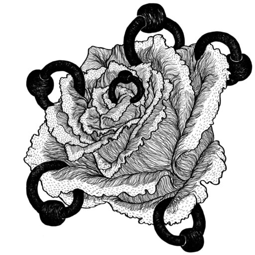 Rosa Rosebud